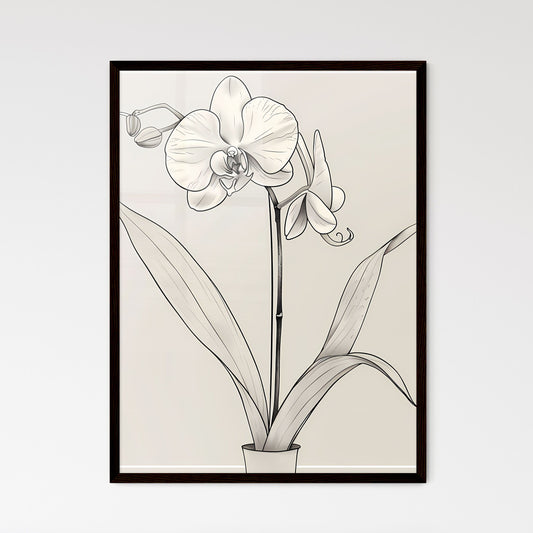 Minimalist Line Drawing Orchid Flower Art: Black and White Close-Up Illustration with Neutral Harmony and Elegance Default Title