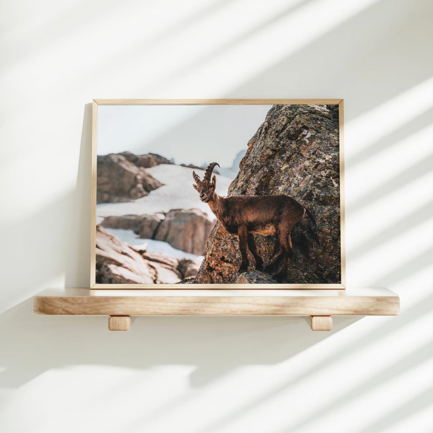 Alpine Ibex Wall Art | Wildlife Print