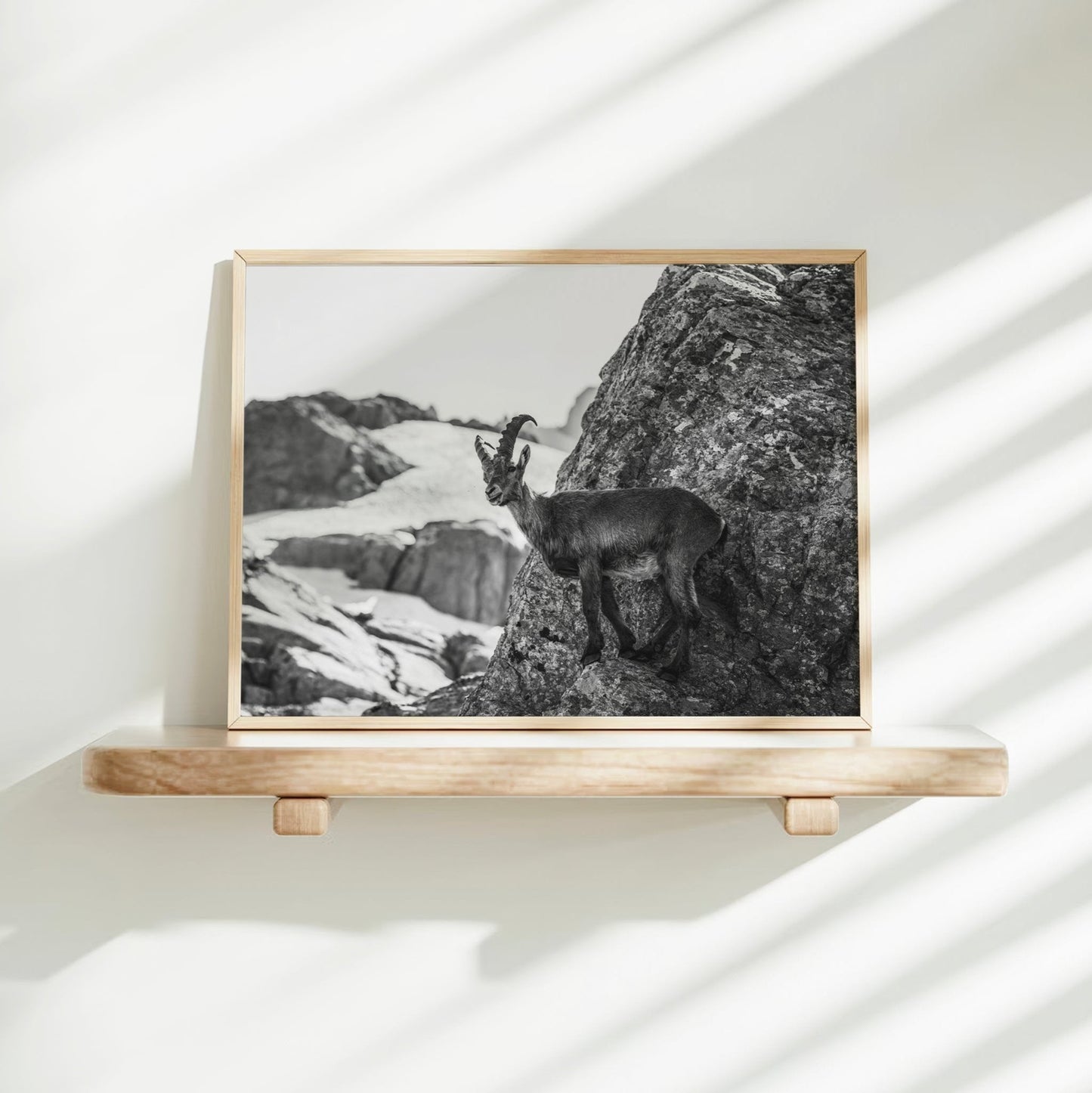 Alpine Ibex Wall Art – Black and White Wildlife Photography Print