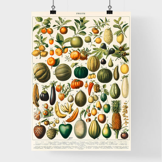 Fruits Illustration by Larousse, Pierre, Augé and Claude Poster
