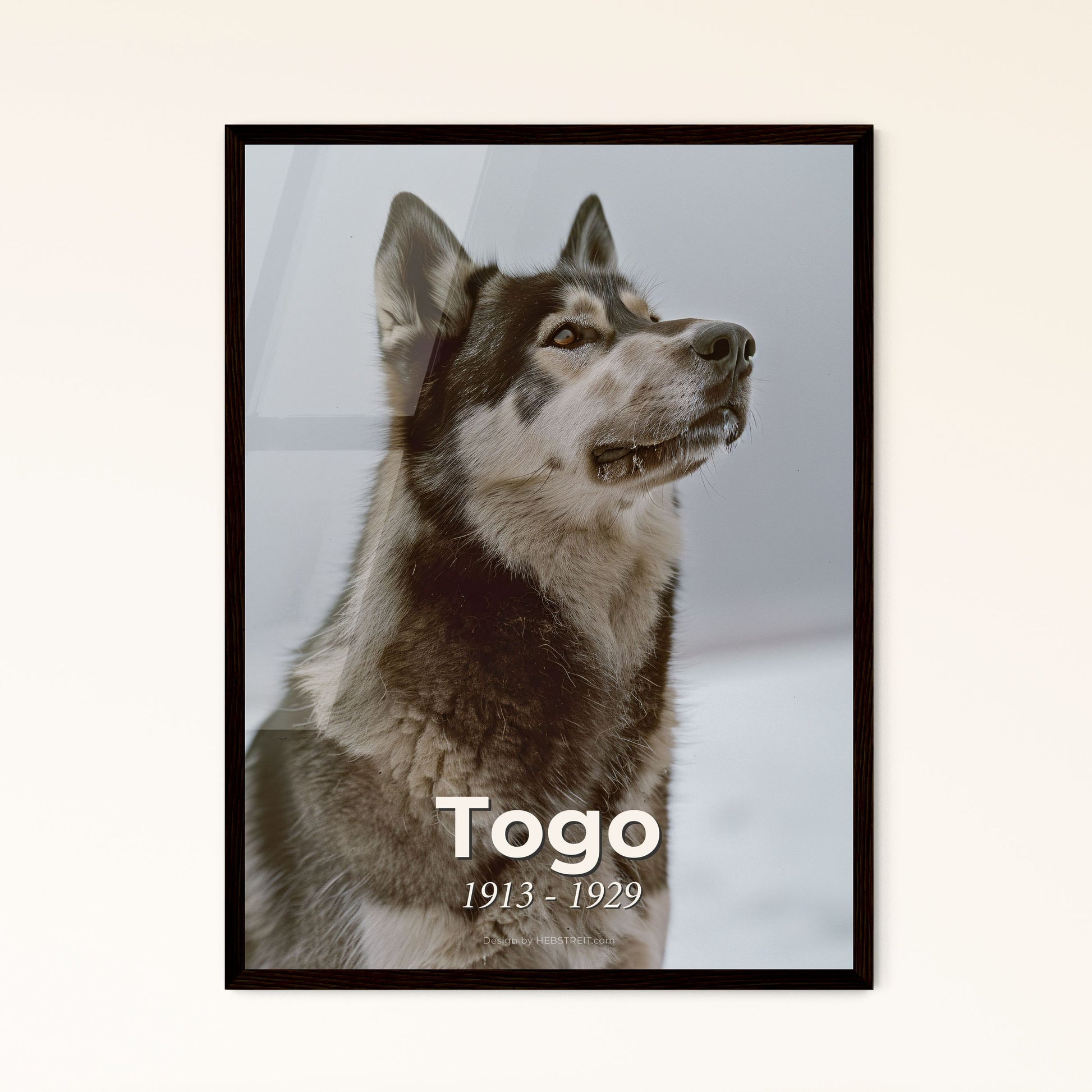 True Story Togo Siberian Husky 8x10 Print Togo Siberian Sled Dog
