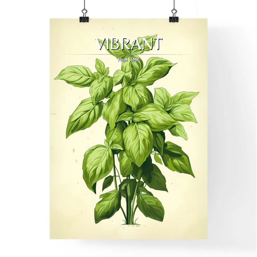 Basil - A Plant With Green Leave Poster