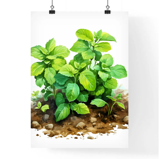Mint In Garden - A Green Plant With Leave Poster
