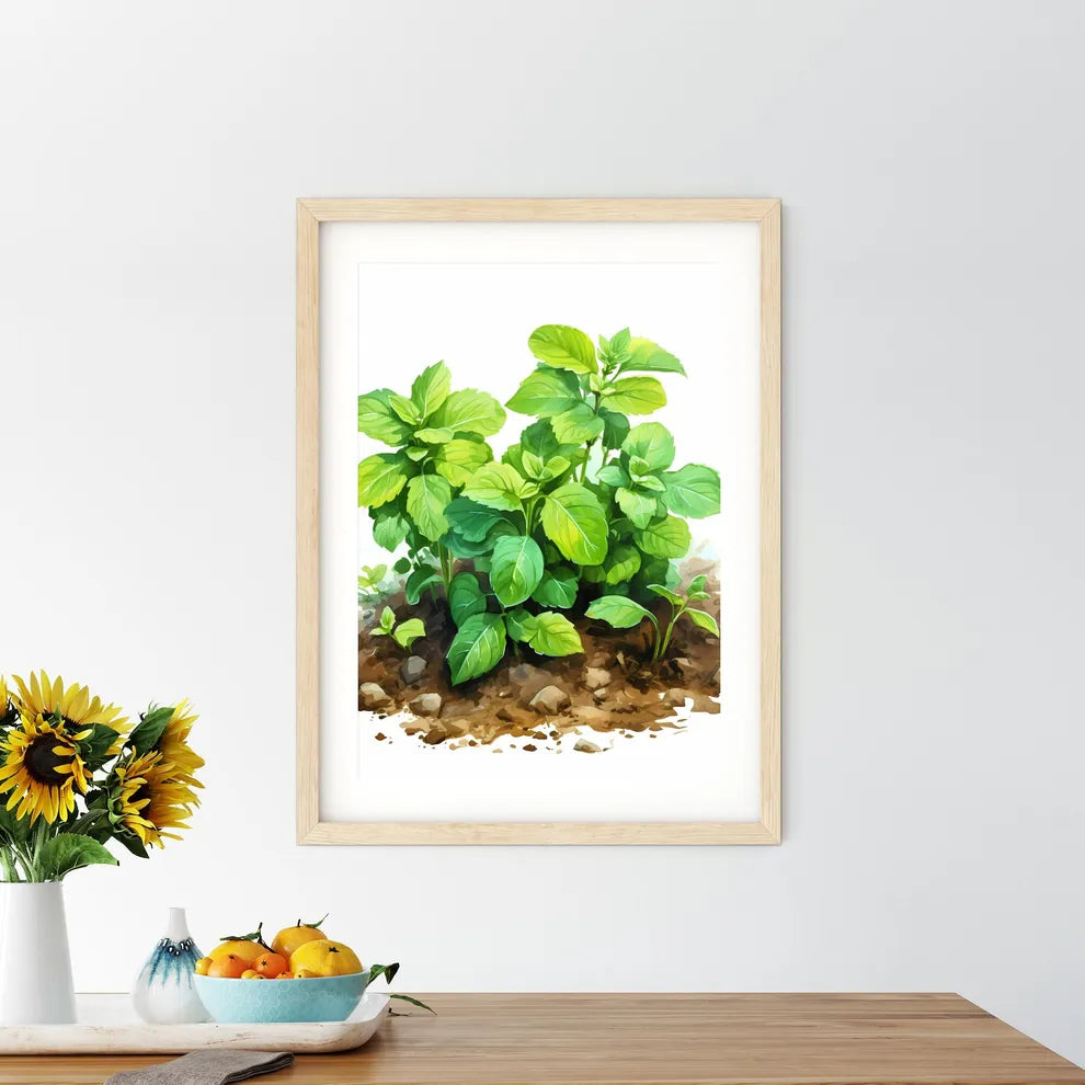 Mint In Garden - A Green Plant With Leave - Kitchen Hangings