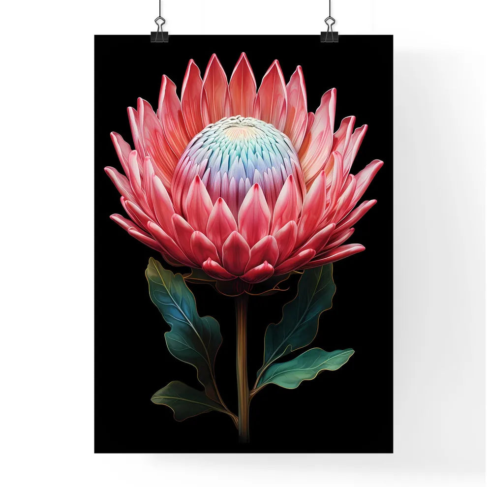 King Protea Isolated On Black Background Cen Poster
