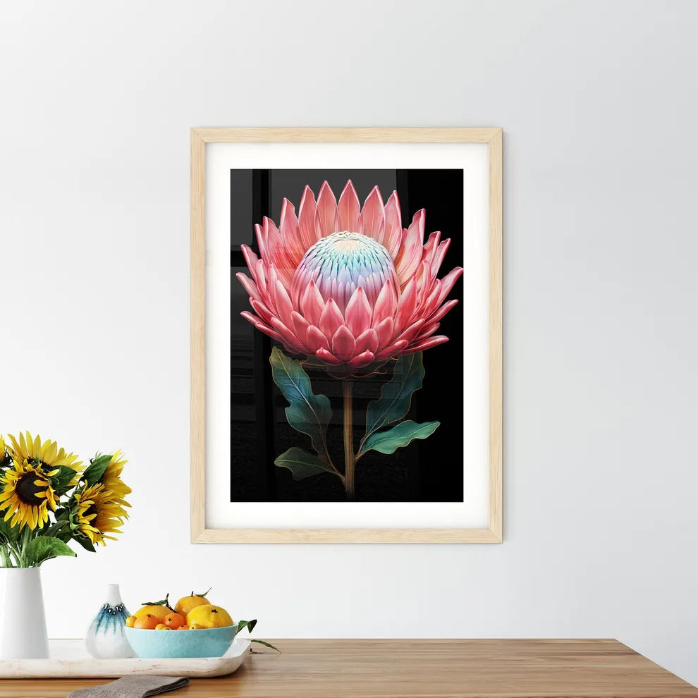 King Protea Isolated On Black Background Cen Framed Print