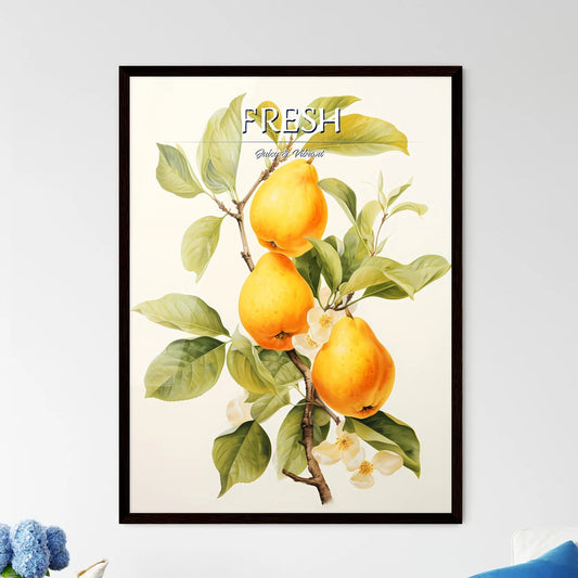 Quince Fruit With Leaf On White - A Yellow F - Framed Art Print