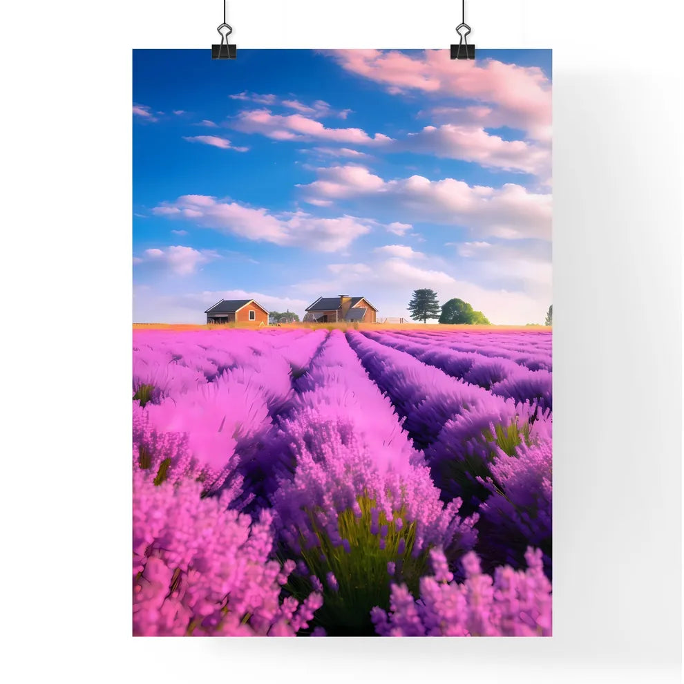A Poster of large lavender flower sea - A Field Of Lavender With Houses In The Background Poster