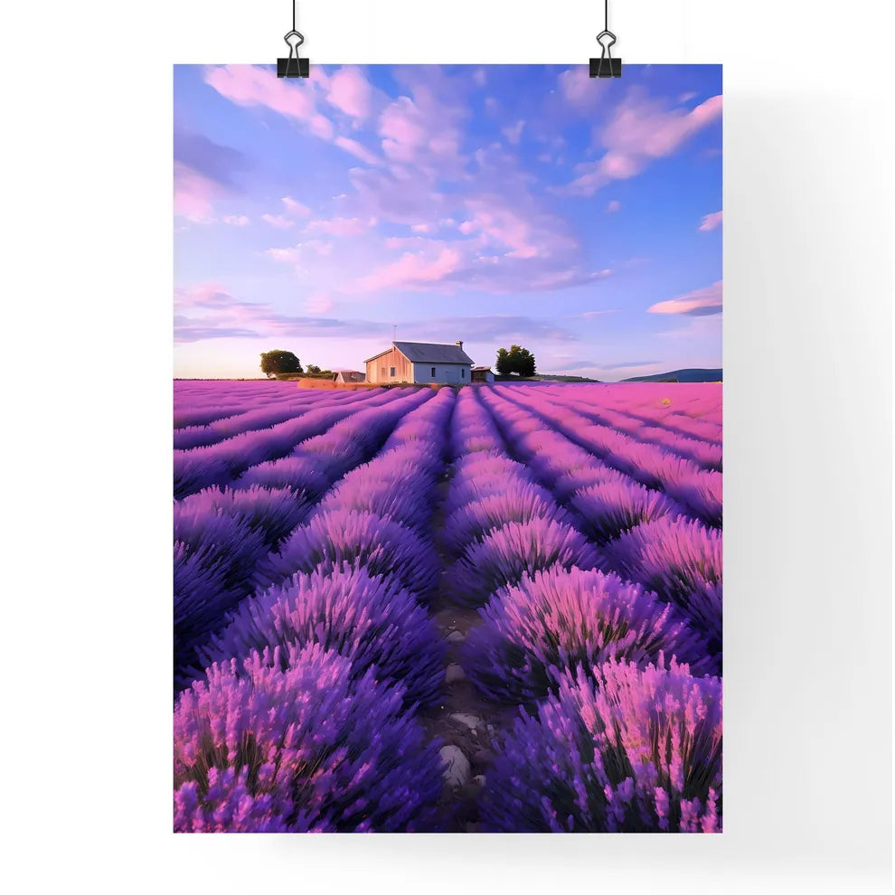 A Poster of large lavender flower sea - A Fi Poster