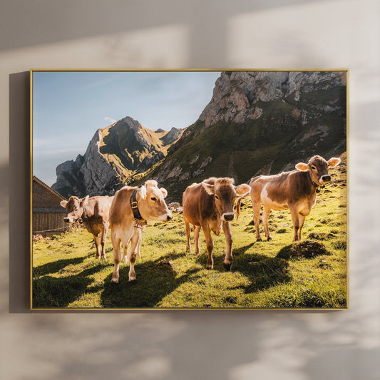 Alpine Cows in Appenzell, Switzerland
