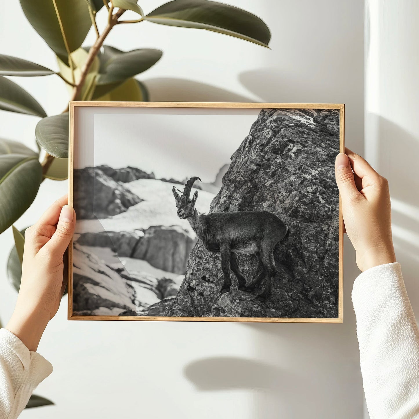 Alpine Ibex Wall Art – Black and White Wildlife Photography Print