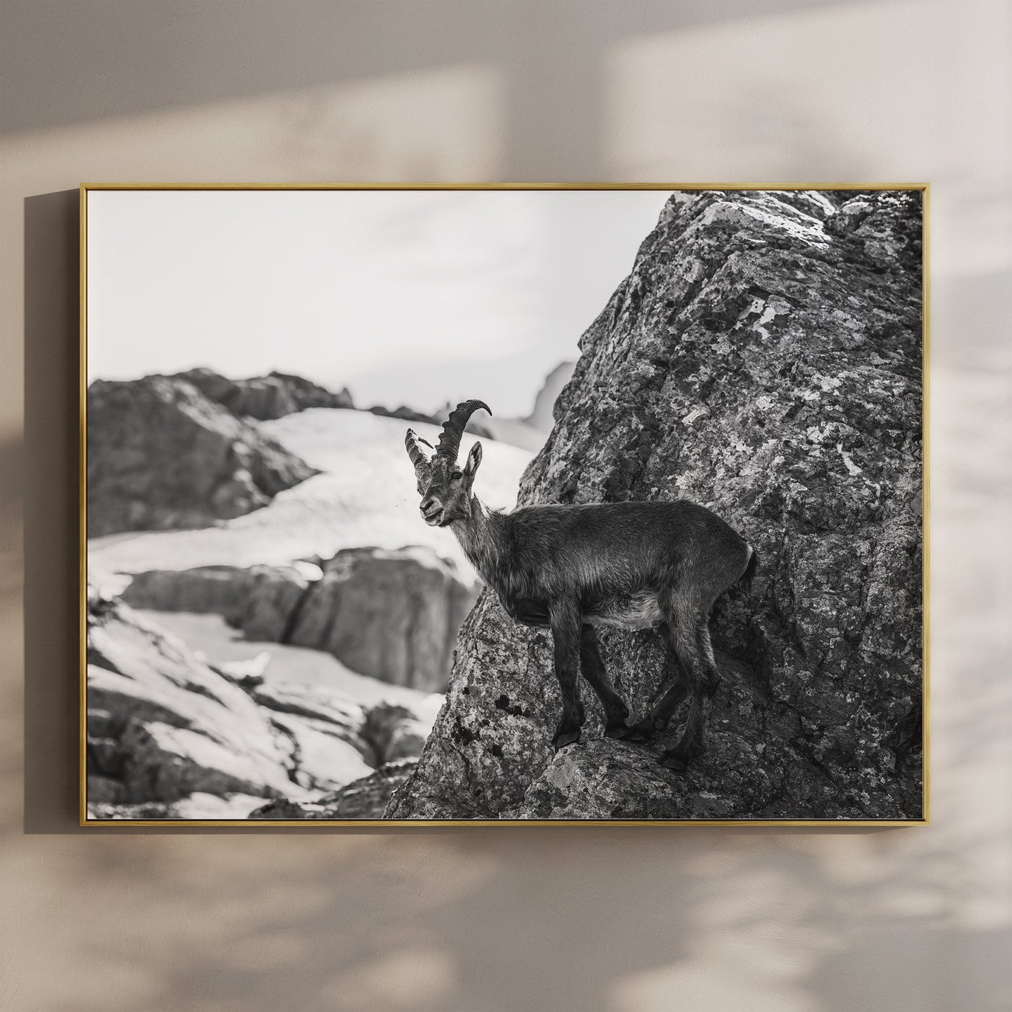 Alpine Ibex Wall Art – Black and White Wildlife Photography Print