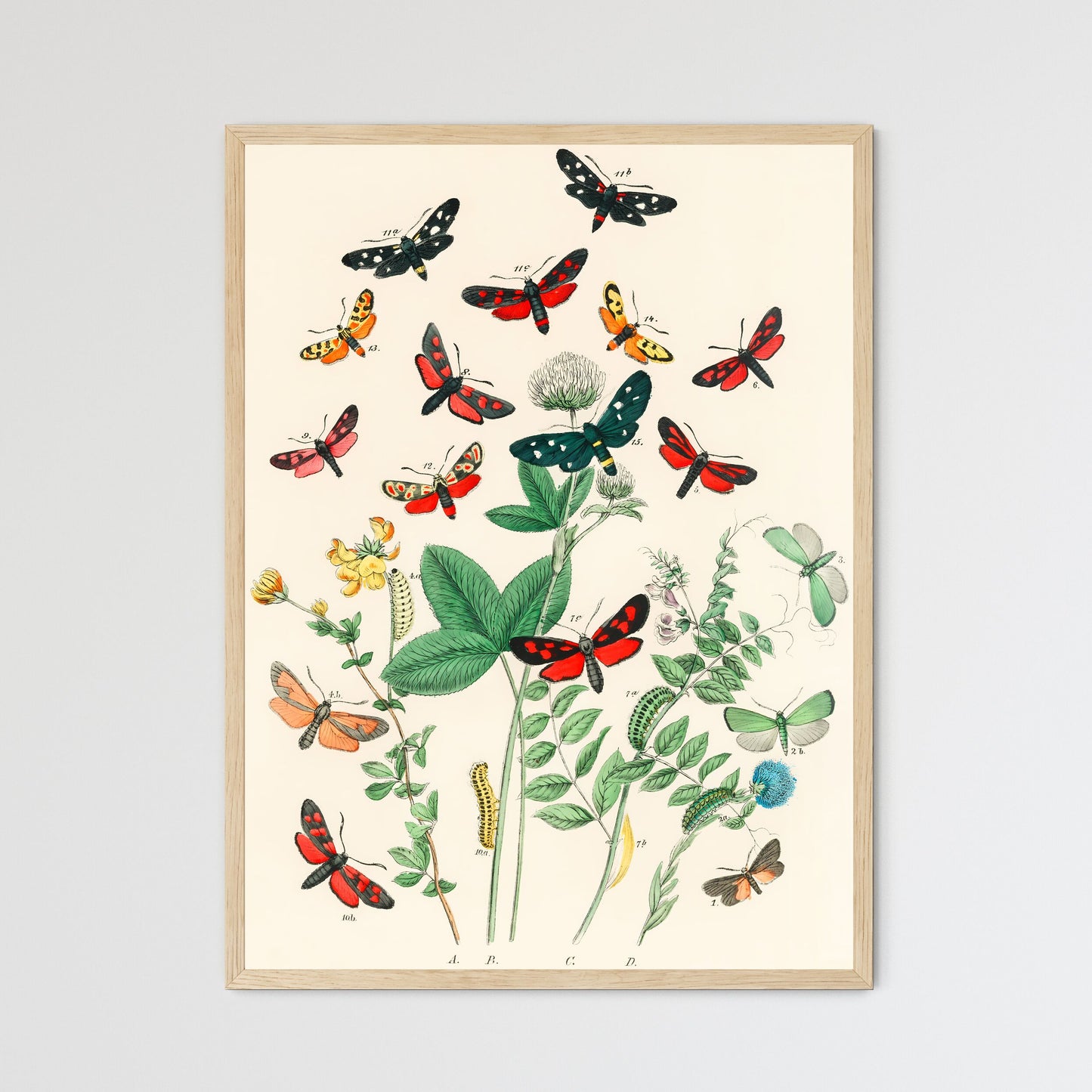 Antique Moth and Botanical Study Print Art Print