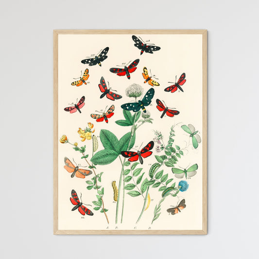 Antique Moth and Botanical Study Print Art Print
