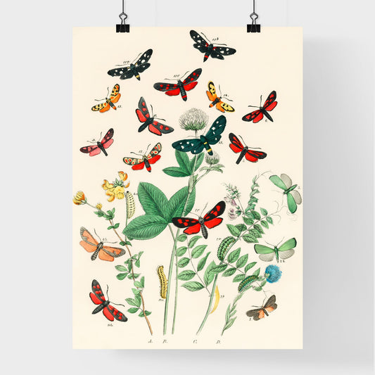 Antique Moth and Botanical Study Print Poster