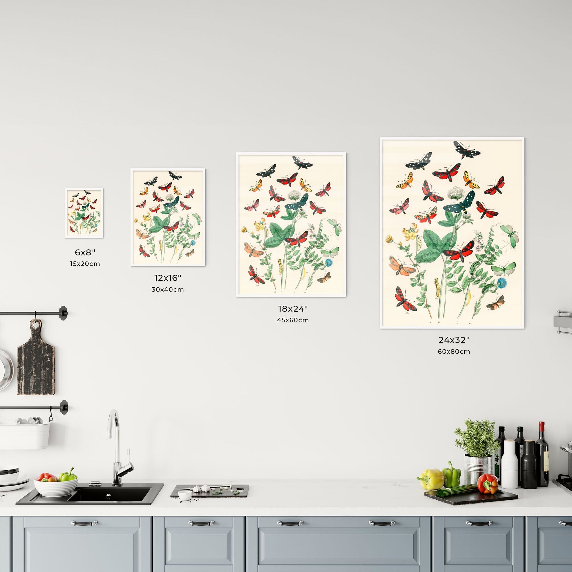 Antique Moth and Botanical Study Print Size Chart