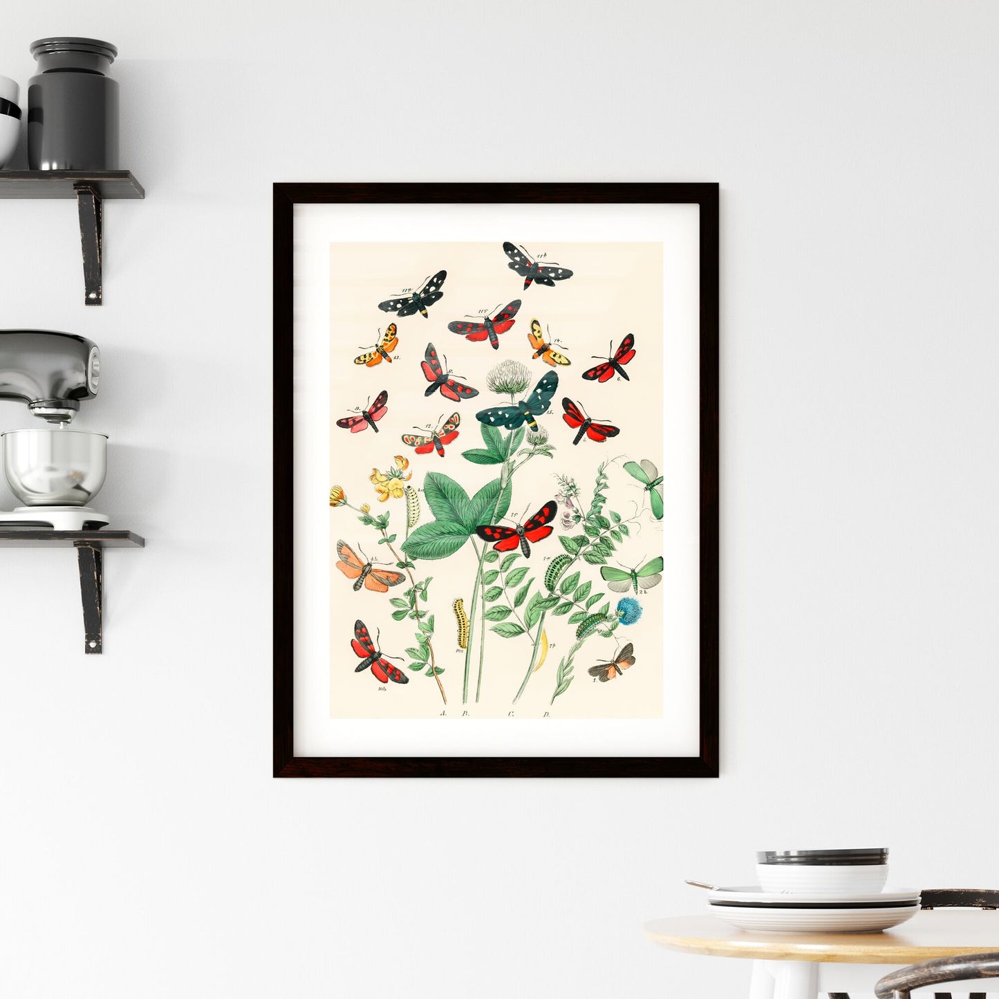Framed Print of Antique Moth and Botanical Study Print