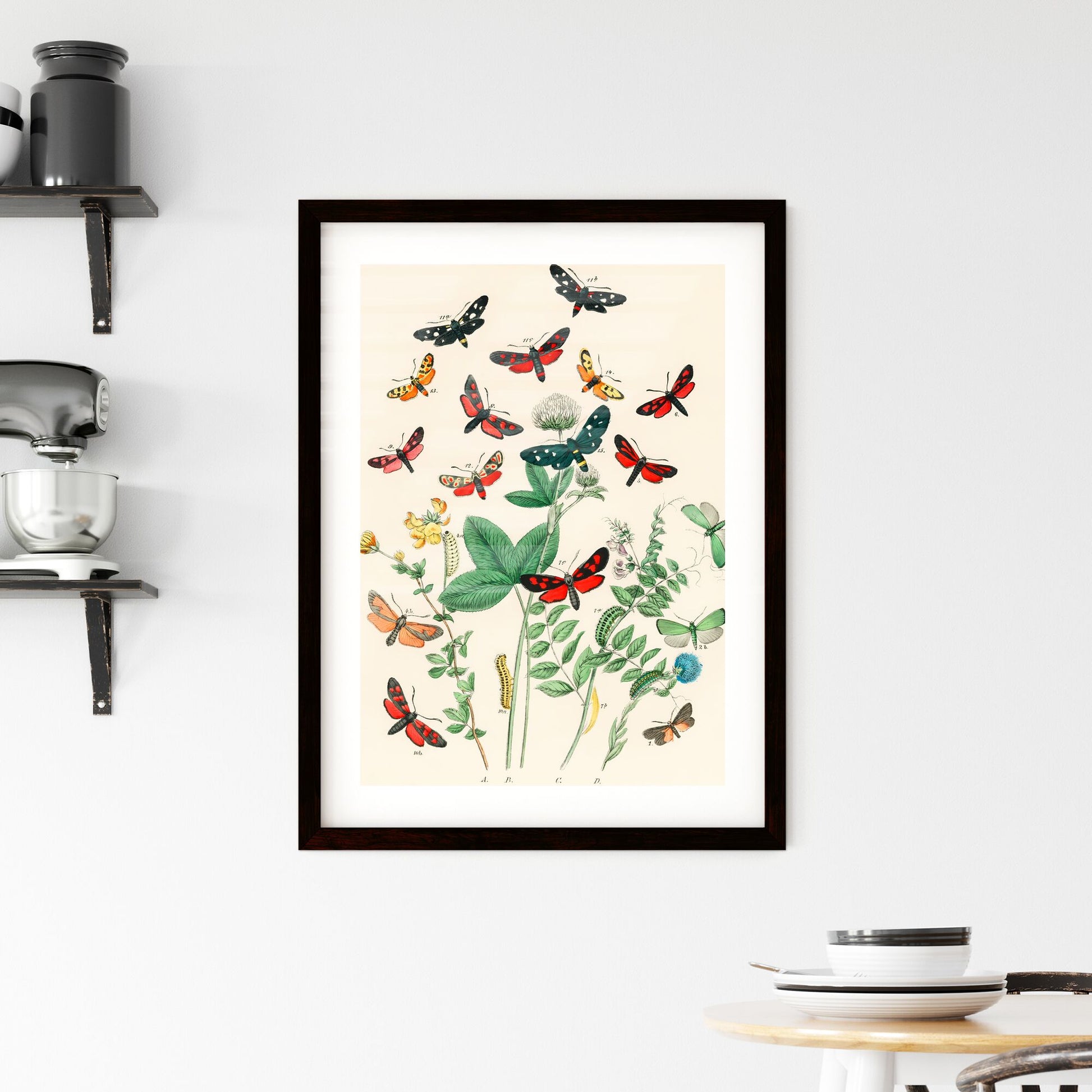 Framed Print of Antique Moth and Botanical Study Print