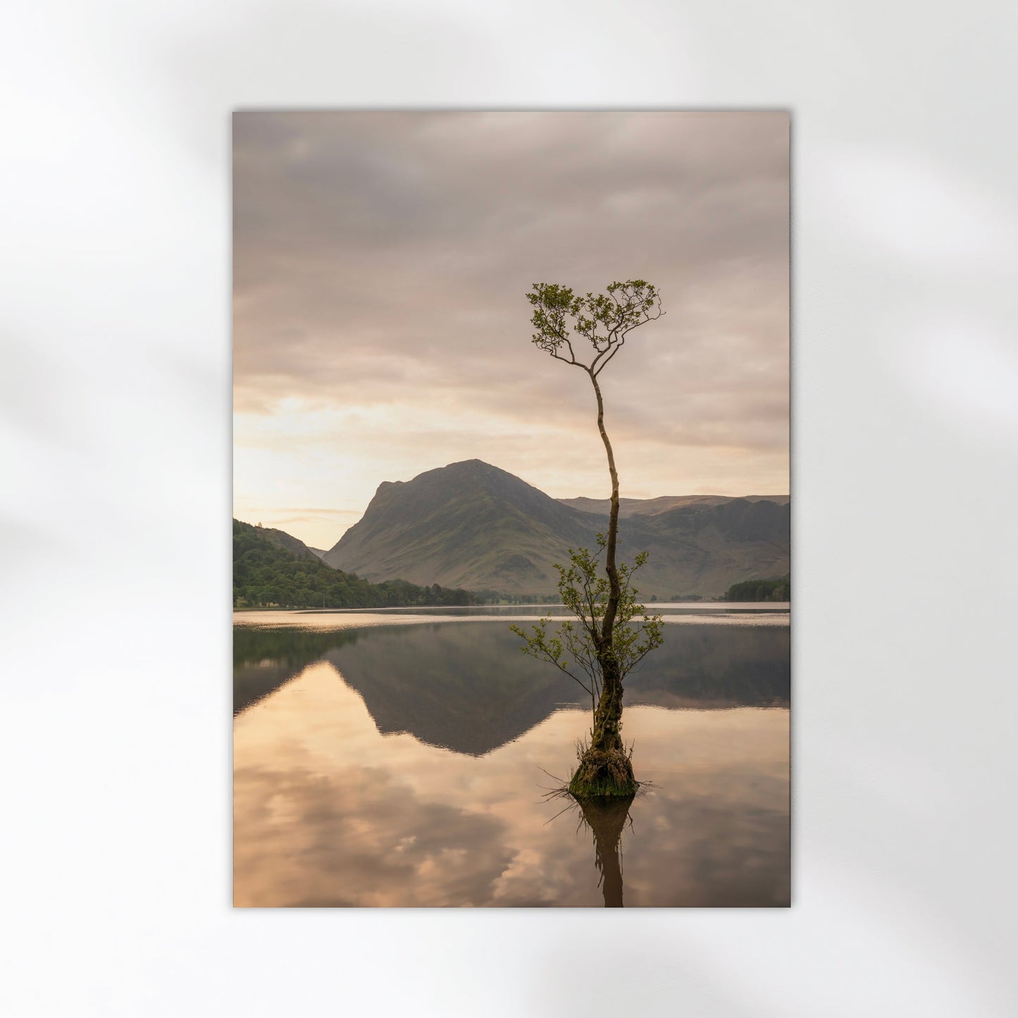 Buttermere Lone Tree – Lake District Wall Art Print