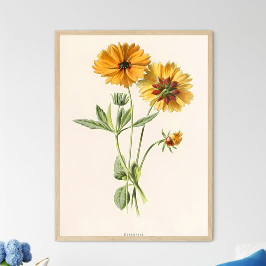 Coreopsis Botanical Print Art Print