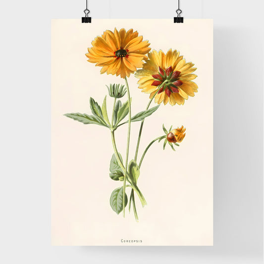 Coreopsis Botanical Print Poster