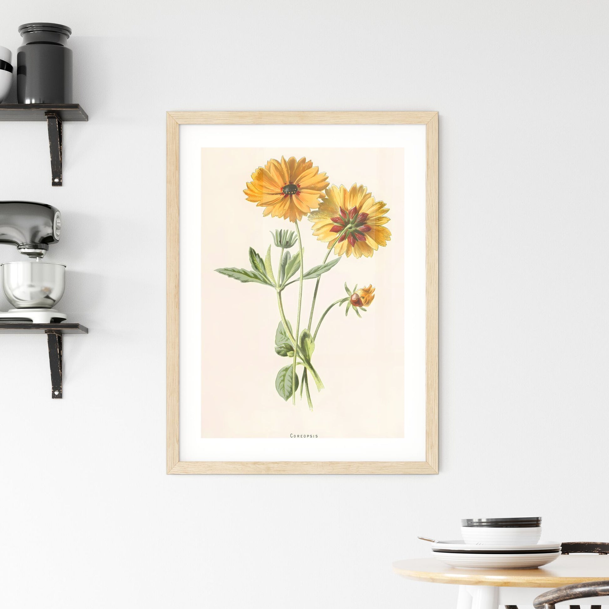 Framed Print of Coreopsis Botanical Print