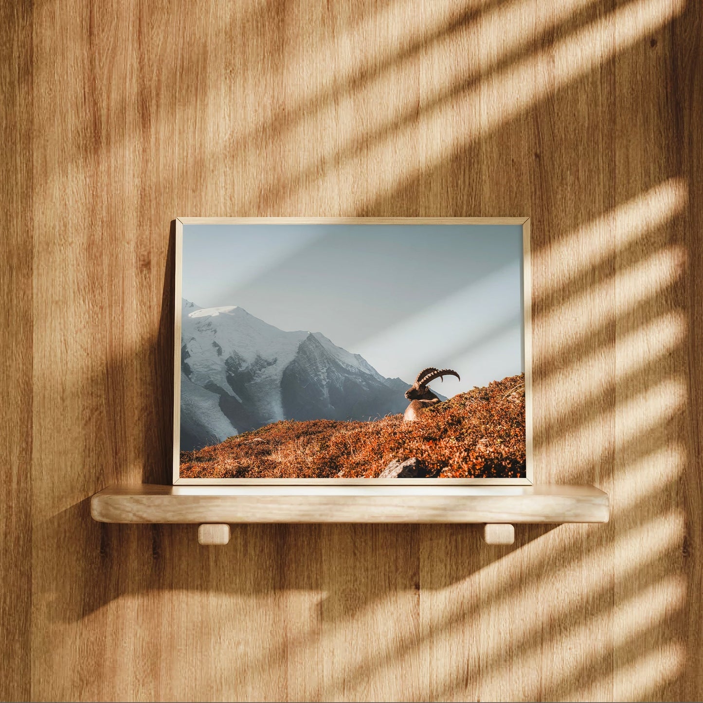 Ibex at Sunrise Wall Art – Chamonix Mont Blanc Wildlife Print