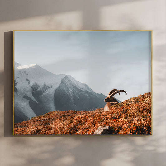 Ibex at Sunrise Wall Art – Chamonix Mont Blanc Wildlife Print