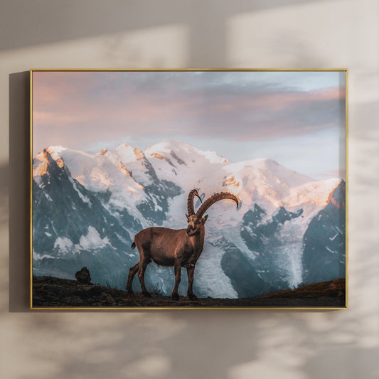 Ibex Sunrise in Chamonix - Wall Art Print of Mont Blanc