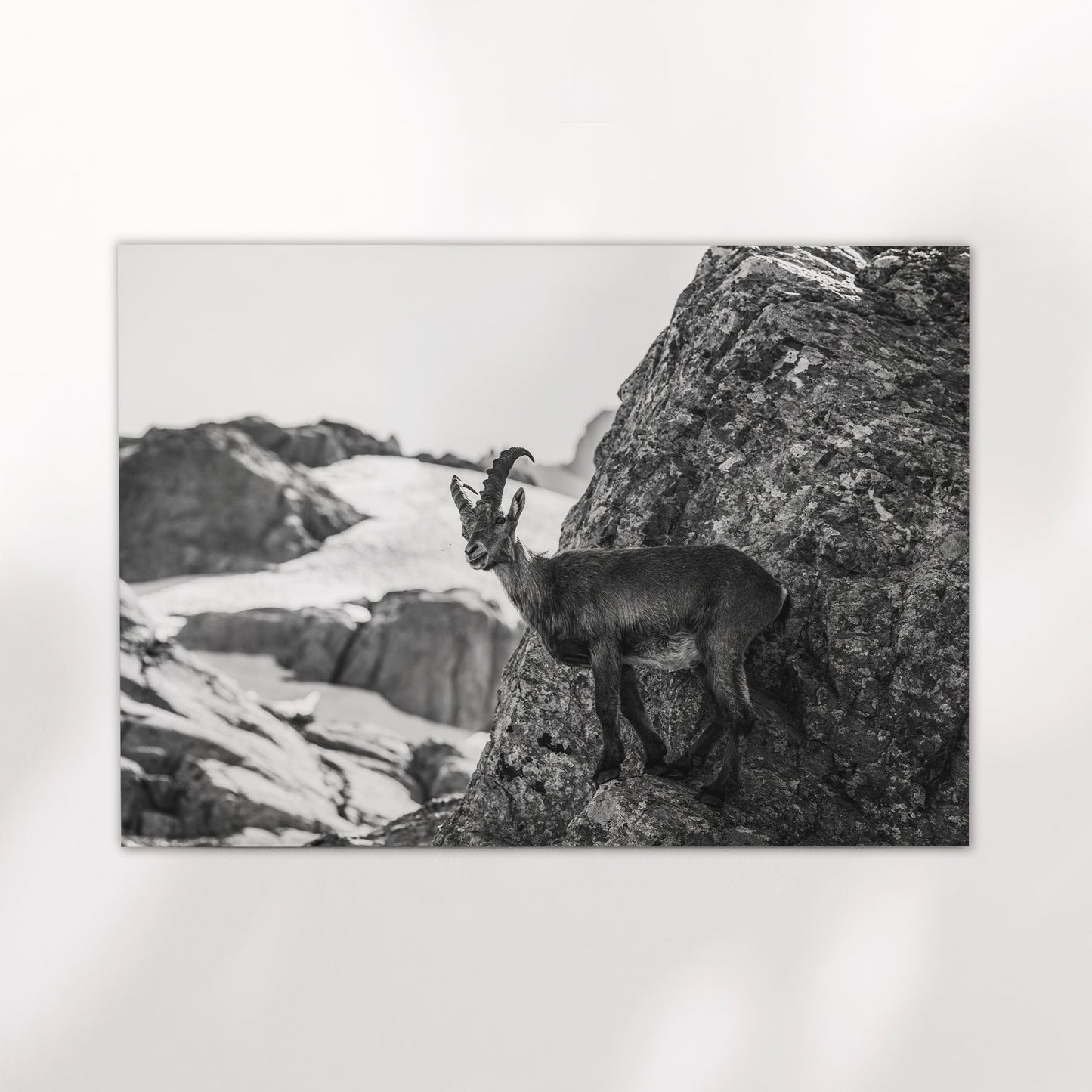 Alpine Ibex Wall Art – Black and White Wildlife Photography Print