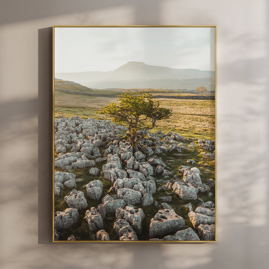 Lone Tree, Ingleborough – Yorkshire Dales Wall Art Print