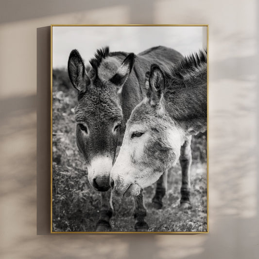 Irish Donkeys – Black and White Animal Photography Wall Art Print
