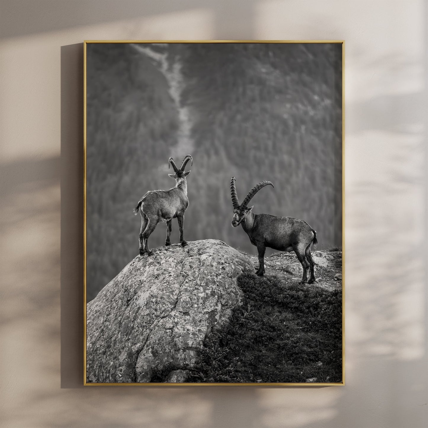 Curious Ibex Print – Black and White French Alps Wildlife Wall Art
