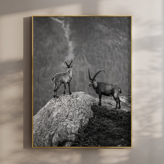 Curious Ibex Print – Black and White French Alps Wildlife Wall Art