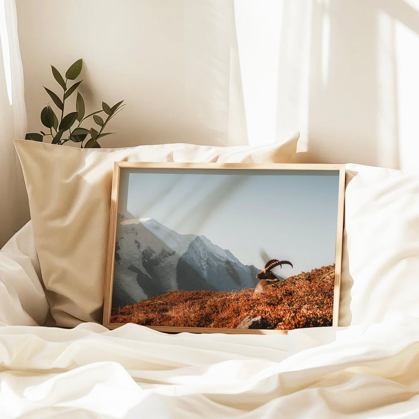 Ibex at Sunrise Wall Art – Chamonix Mont Blanc Wildlife Print