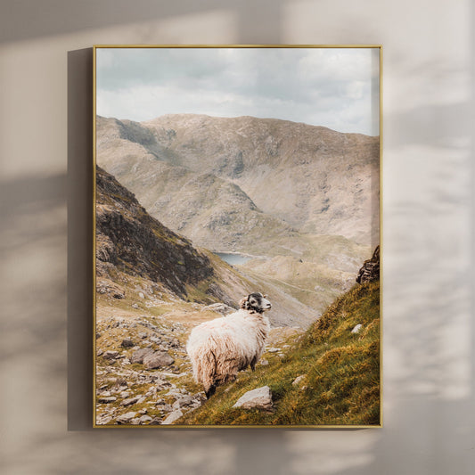Old Man of Coniston Herdwick Sheep Print – Lake District Wall Art