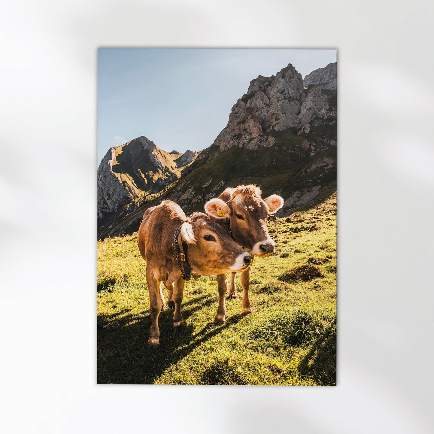 Alpine Cows, Appenzell, Switzerland
