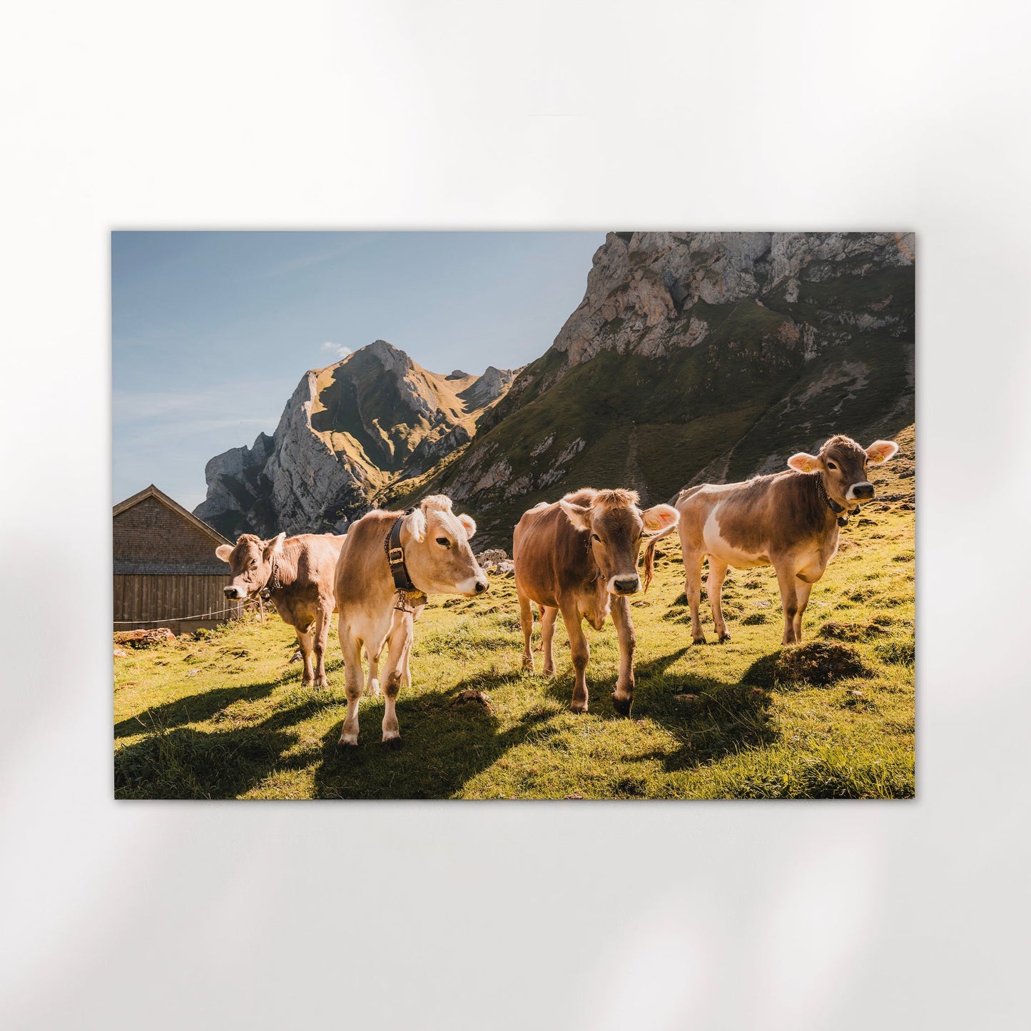 Alpine Cows in Appenzell, Switzerland