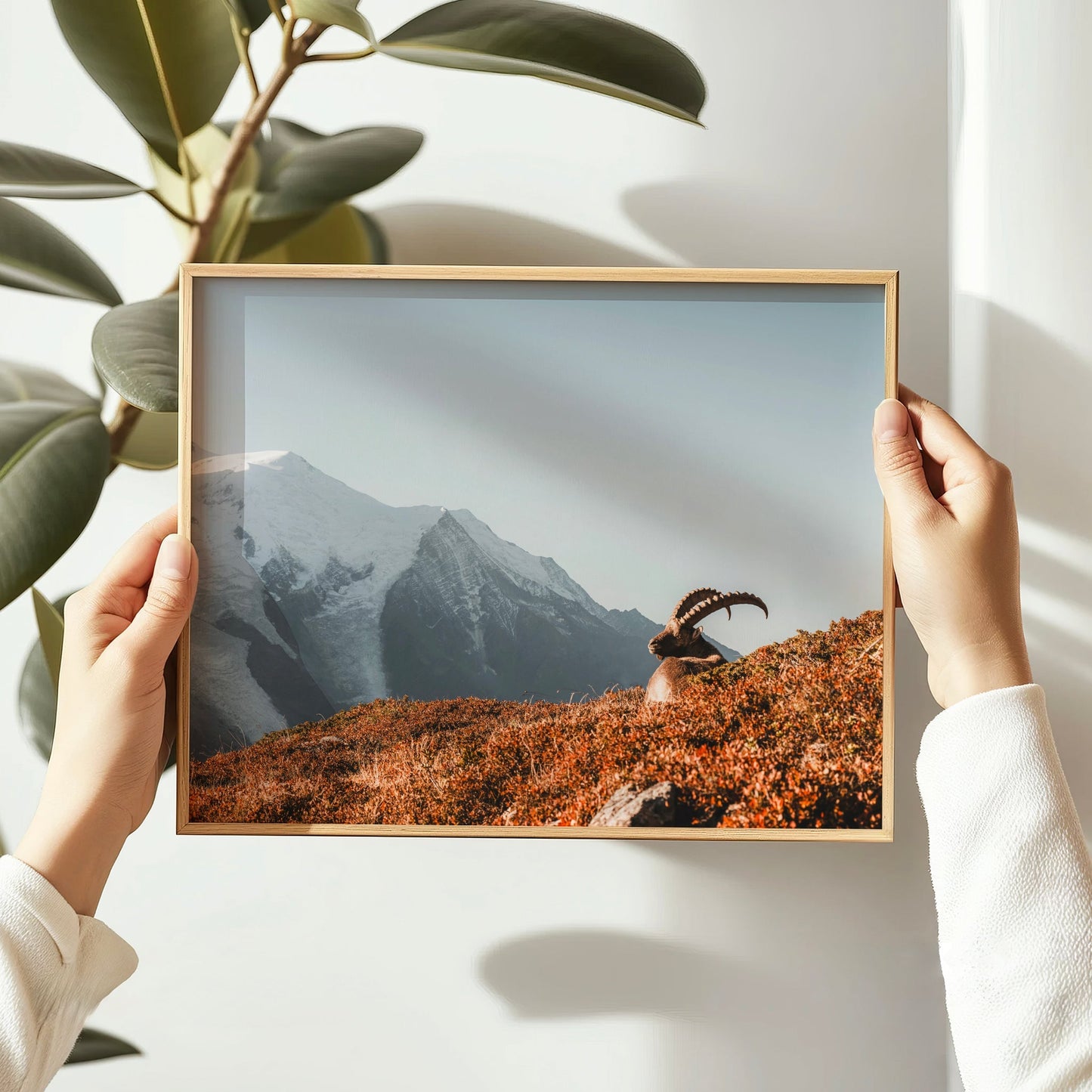 Ibex at Sunrise Wall Art – Chamonix Mont Blanc Wildlife Print