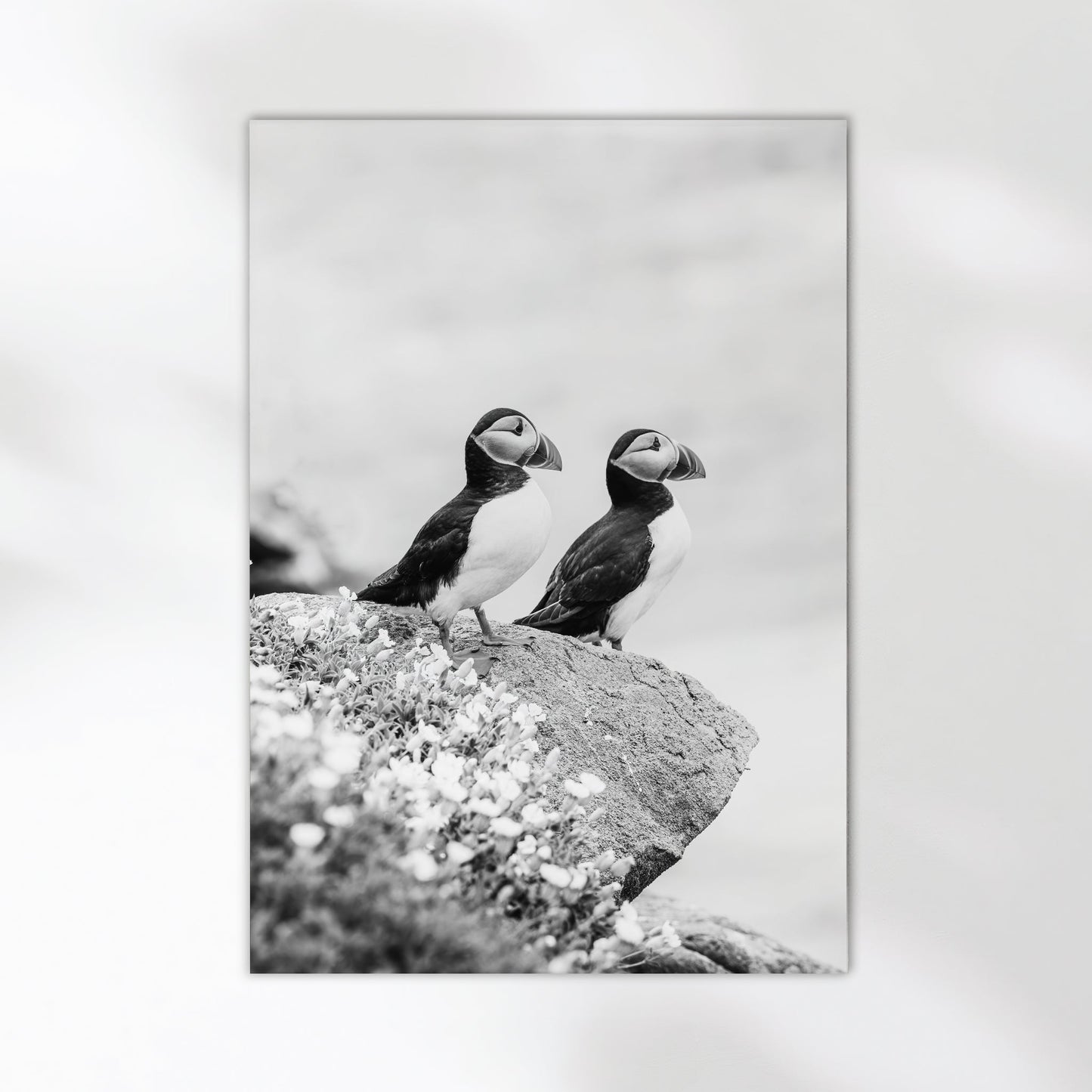 Black and White Puffins Print – Wildlife Photography Wall Art
