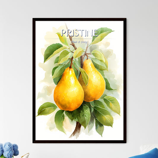 Beautiful Ripe Yellow Pears On A White Background - A Pair Of Yellow Pears On A Tree Branch Default Title